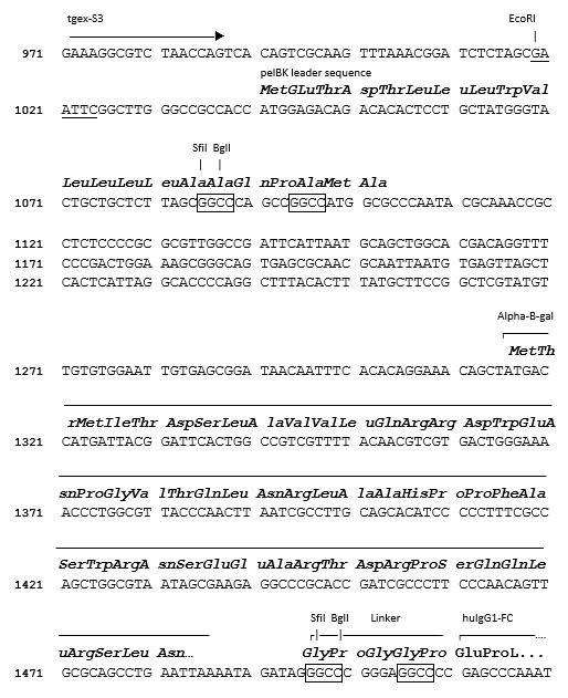 TGEX-SCBlue-Zeo cloning site
